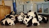 Panditas.jpg image by Vera_abl