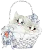 gatinho scraps